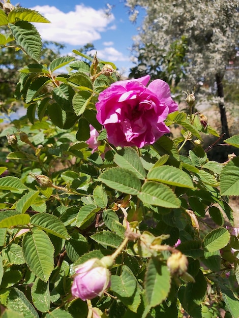 The beauty of the pink rose blooming on its branch and appearing in bud