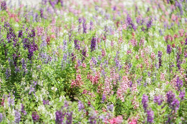 The beauty of purple lavender with colorful flowers