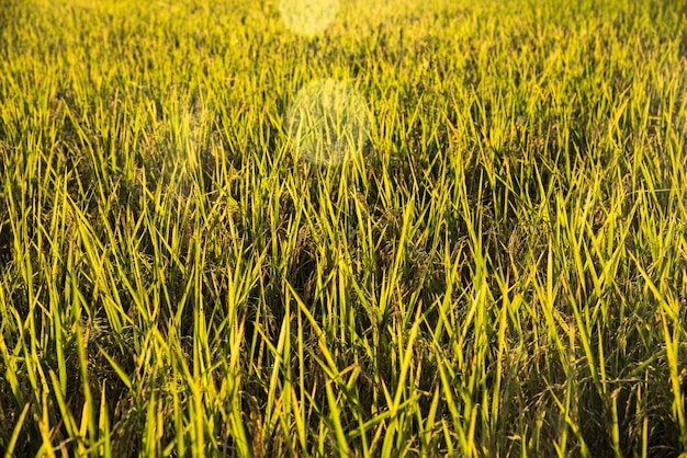 The beauty of the rice field behind the sun. 