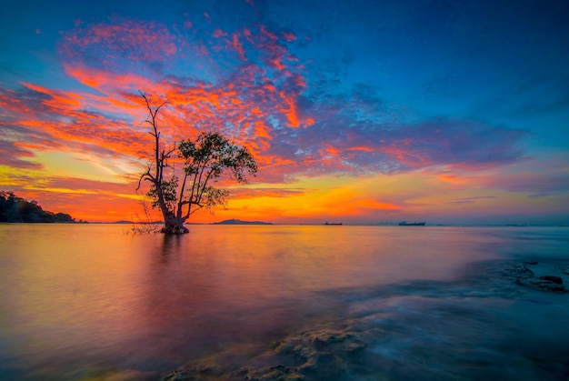 Beauty sunset and magrove tree on Tanjung Pinggir beach