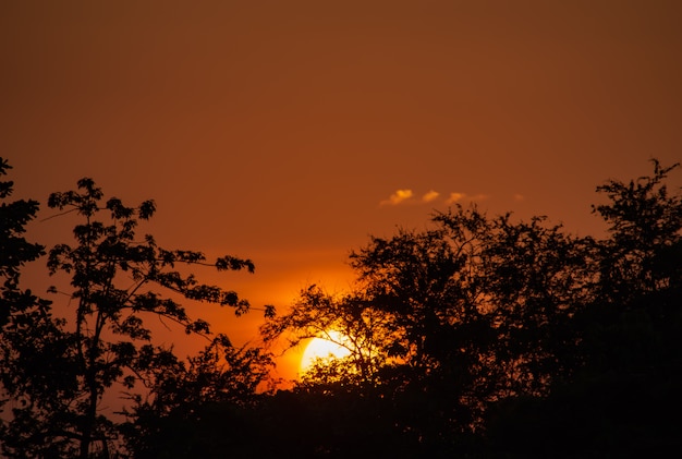 The beauty of a sunset behind a tree and orange sky