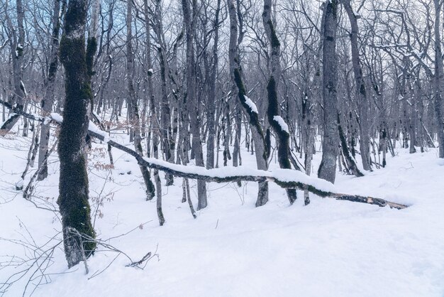 The beauty of the winter forest