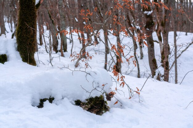 The beauty of the winter forest