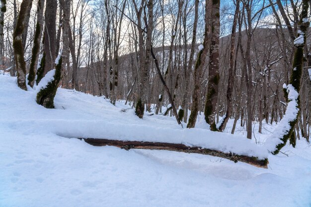 The beauty of the winter forest