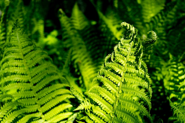 Photo beautyful ferns leaves green foliage natural floral fern background in sunlight.