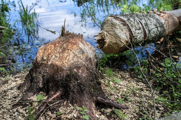 Beaver gnawed the trunk of a large aspen and the tree fell into the lake