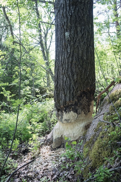 Beaver gnawed the trunk of a large aspen a wild animal destroys cuts trees to build a dam