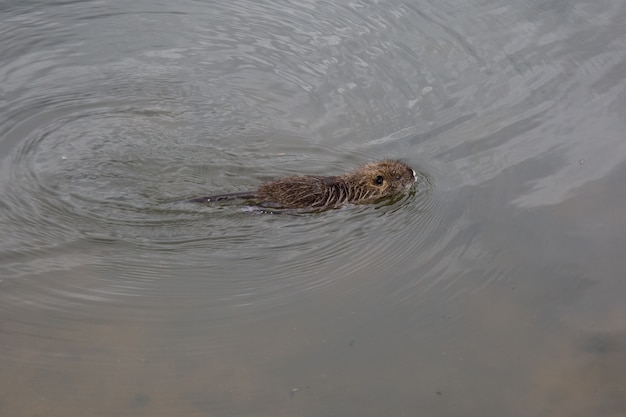 Beaver (Myocastor coypus) swimming in the river