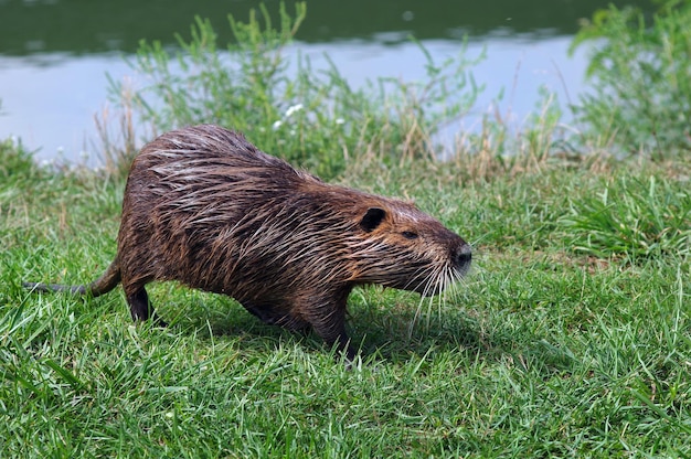 a beaver with a long tail and long ears.