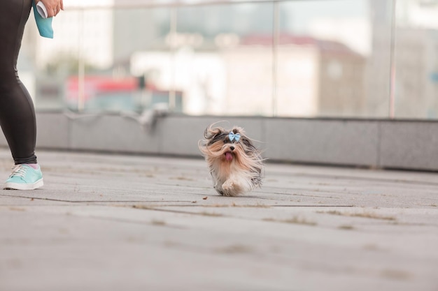 Beaver Yorkshire Terrier dog on a walk. Cute furry dog at the city. Urban dog