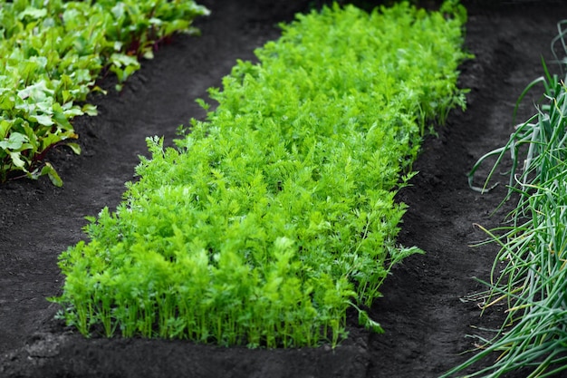 A bed of carrots and other vegetables in the garden Harvest concept