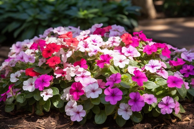 Photo a bed of colorful impatiens in a shaded garden