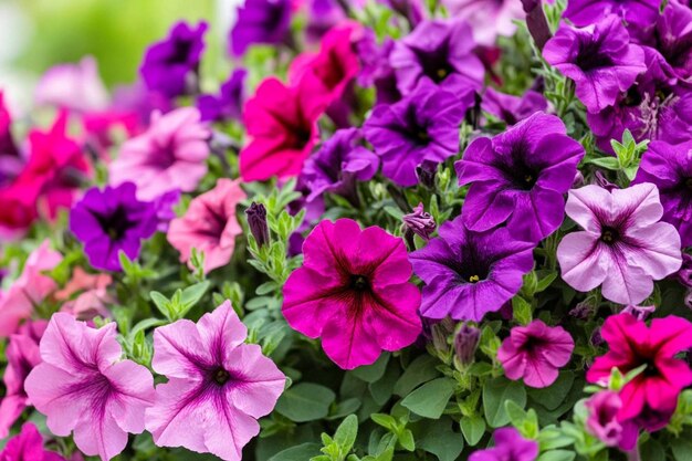 Photo a bed of petunias in vibrant shades of purple and p