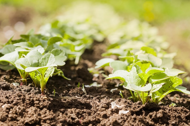 A bed with young fresh grown radishes in the garden or on farm Closeup of radish sprouts