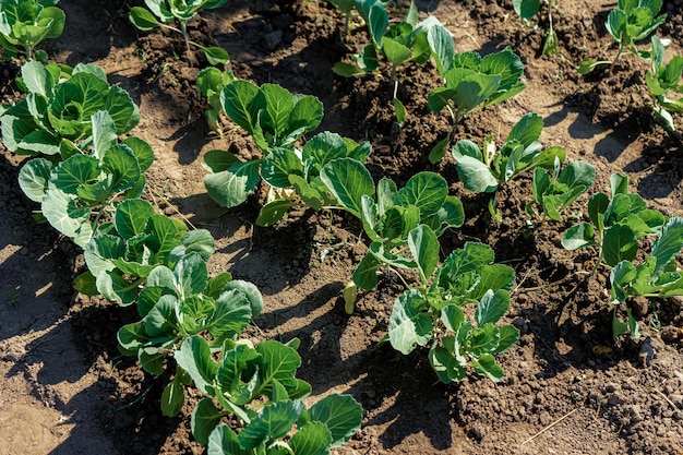 Bed with young immature cabbage growing in a vegetable garden in the countryside