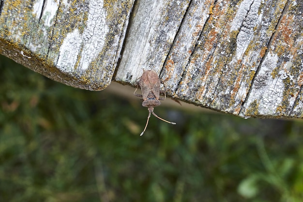 The bedbug Coreus marginatus sits on an old board in the garden