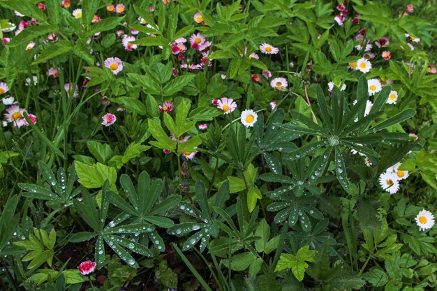 The beds with strawberries spring