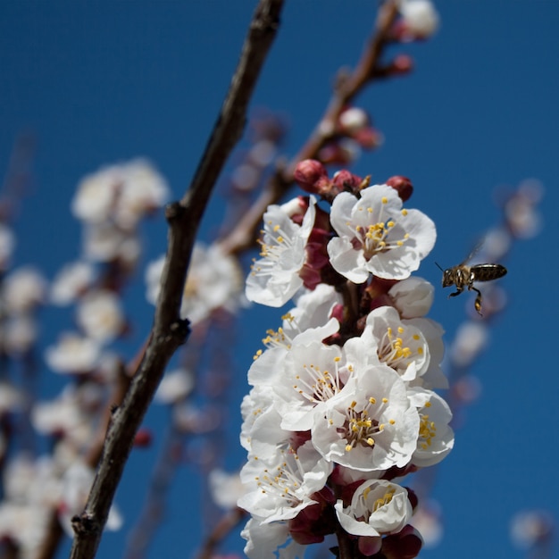 A bee in almond flower