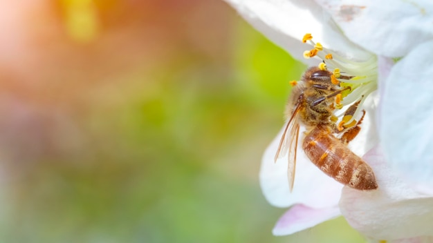 Bee on an apple tree flower in nature