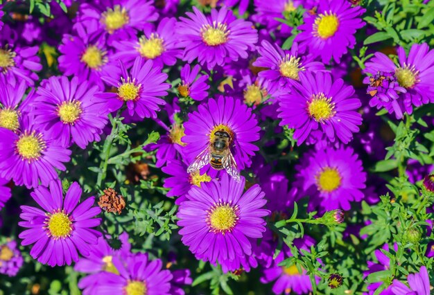 Bee on autumn flowers chrysanthemum in autumn in nature