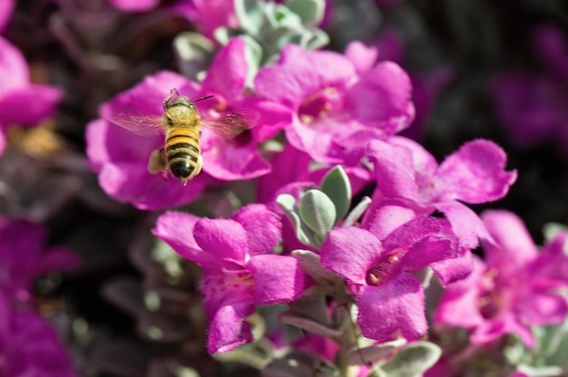 Bee on background of red flowers closeup