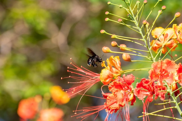 Bee beautiful bee mamangava pollinating beautiful flowers in summer in Brazil natural light selective focus