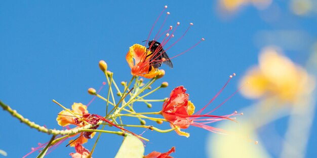 Bee beautiful bee mamangava pollinating beautiful flowers in summer in Brazil natural light selective focus