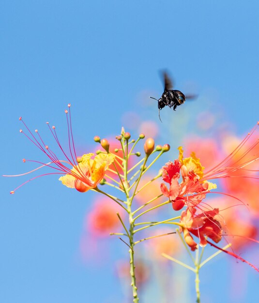 Bee beautiful bee mamangava pollinating beautiful flowers in summer in Brazil natural light selective focus