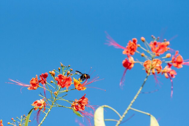 Bee beautiful bee mamangava pollinating beautiful flowers in summer in Brazil natural light selective focus