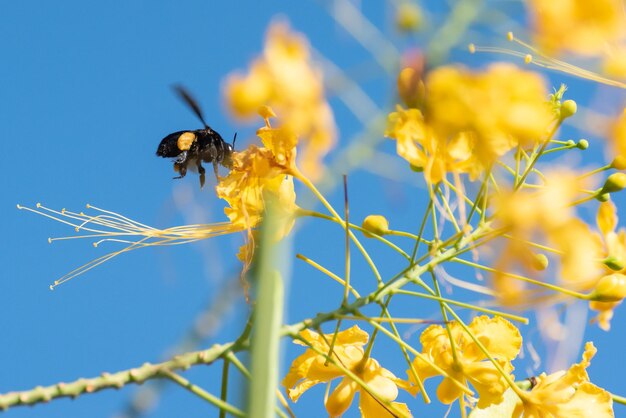 Bee beautiful bee mamangava pollinating beautiful yellow flowers in summer in Brazil natural light selective focus