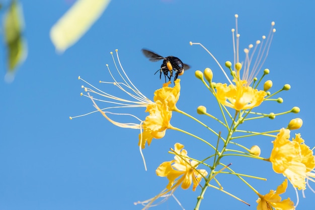 Bee beautiful bee mamangava pollinating beautiful yellow flowers in summer in Brazil natural light selective focus