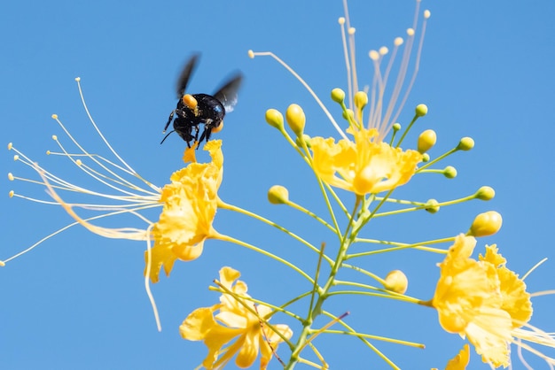 Bee beautiful bee mamangava pollinating beautiful yellow flowers in summer in Brazil natural light selective focus