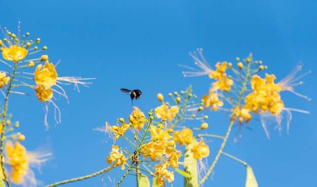 Bee beautiful bee mamangava pollinating beautiful yellow flowers in summer in Brazil natural light selective focus