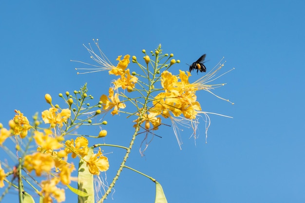 Bee beautiful bee mamangava pollinating beautiful yellow flowers in summer in Brazil natural light selective focus