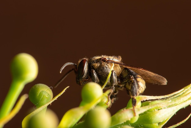 Bee beautiful details of a small bee seen through a macro lens selective focus