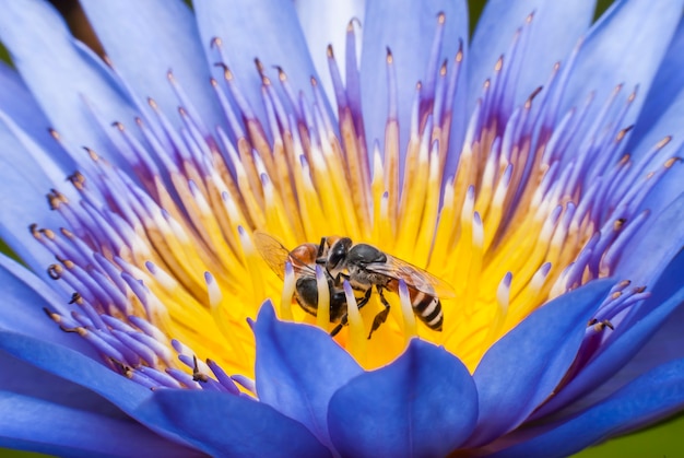 Bee on beautiful lotus flower.