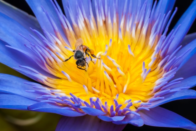 Bee on beautiful lotus flower.