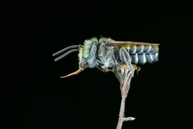 bee on  black background