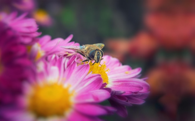 Bee on blue chrysanthemums Background for a beautiful postcard Blurred image selective focus