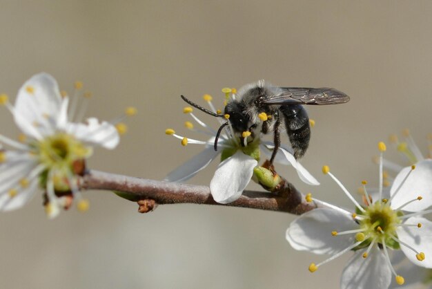 A bee on a branch of a cherry tree