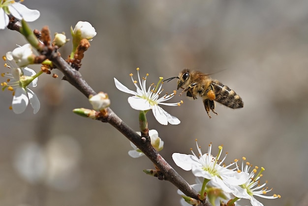 A bee on a branch of a tree with white flowers.