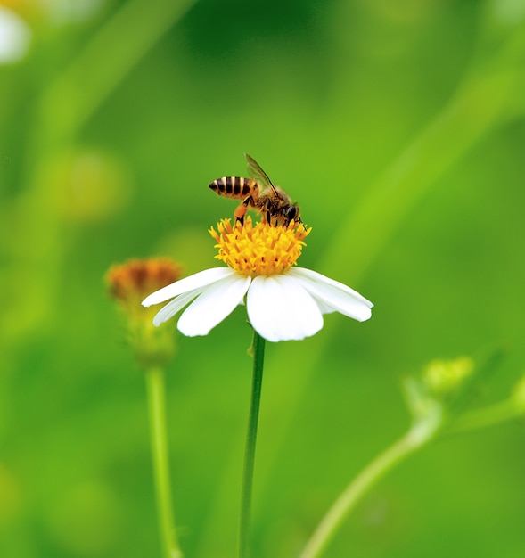 A bee busy drinking nectar from the flower