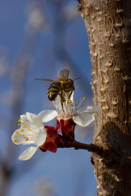 A bee on a cherry blossom collects pollen