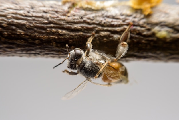 Bee climb on branch near honeycomb