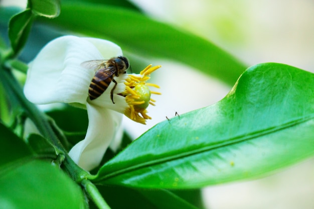 Bee on Close Up White Flower of pomelo