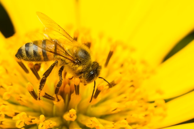 Bee collecting honey on a yellow flower close up