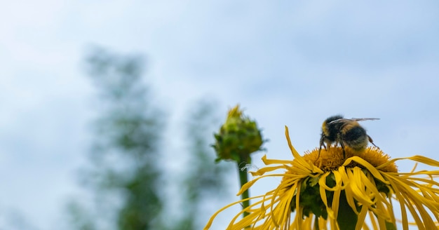 Bee collecting nectar from a beautiful flower