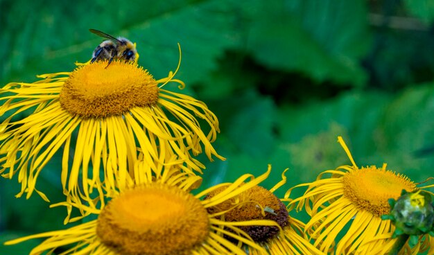 Bee collecting nectar from a beautiful flower