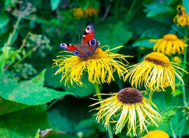 Bee collecting nectar from a beautiful flower