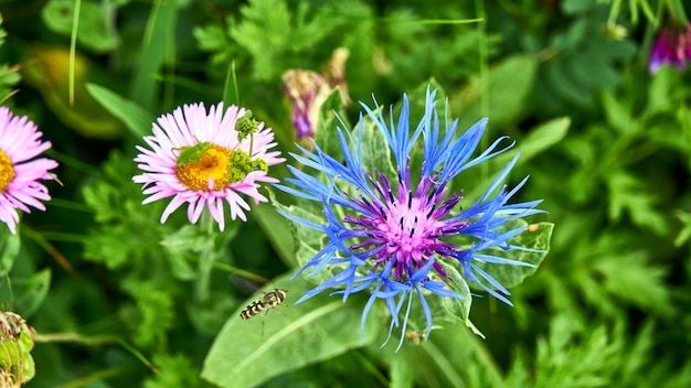 A bee collecting nectar from blue flower. Sochi